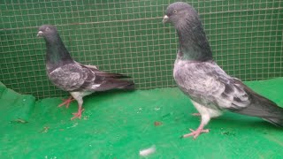 Purani Naslo k Tok wale kabutar shauk kijiye Maza aayega😊@Sayyed Pigeon Loft:7021412370