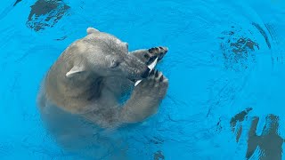 20230406朝ごはんの様子です。雨が降ってます。ステージには木になっているようなリンゴを配置してあります。ブイには大好きなとうもろこしが入れてあります。