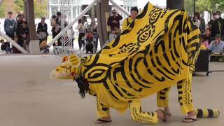 白鳥虎獅子「虎頭の舞」獅子舞王国さぬき