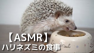 【ASMR】ハリネズミの食事の心地よい食事ASMR心地よいカリカリ音