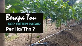 Hasil Panen Kopi Sistem Pagar