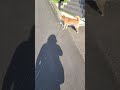 【柴犬】六花ちゃん：夕方のお散歩。ちょっと暑いです。（2022 06 17）