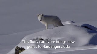 Arctic fox release Hardangervidda 2024