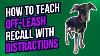 HOW TO TEACH OFF LEASH RECALL WITH DISTRACTIONS