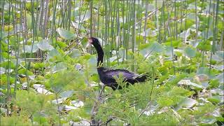 Anhinga