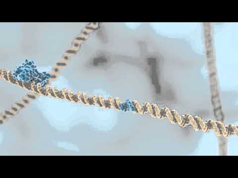 What creates DNA fragments with sticky ends?