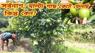 আমার বাগানের বারি ১ মালটা গাছ কেটে দিচ্ছি কেন ? বিস্তারিত দেখে নিন।