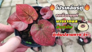 บอนสีโปรเคลียร์ตู้ ณเมืองนนท์ นางรากษส ท้าวรำไพ มีปลายทาง|เบิดชัย บอนสี