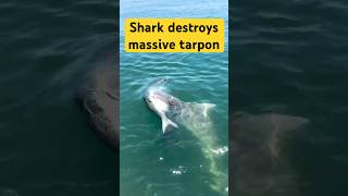 Giant Shark Vs Giant Tarpon - #shark #sharks #fishing