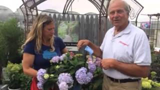 Milaeger's Hydrangea Heaven Special!