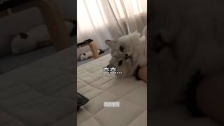 당신의 고양이는 행복한가요? #cat