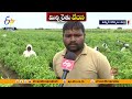 పతనమైన మిర్చి ధర.. డీలా పడిన రైతన్న mirchi price fell down at market kurnool farmers worried