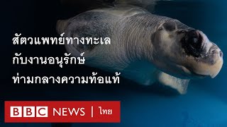 เปิดใจสัตวแพทย์ทางทะเลไทย กับงานอนุรักษ์ท่ามกลางความท้อแท้ - BBC News ไทย