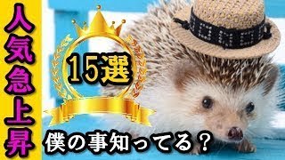 【かわいい小動物】室内で飼う派の人におススメめちゃかわ小動物９選