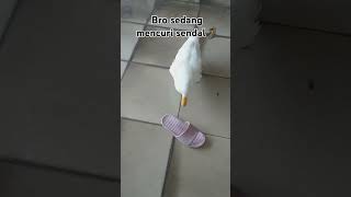 Bro sedang mencuri sendal