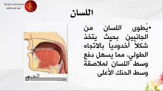 [8] دورة مخارج وصفات الحروف (دراسه صوتية نطقية) | الدورة الثانية | وسط اللسان | المهندس: محمد بدوي