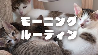 【モーニングルーティン】保護猫家族の朝の様子はこちらです