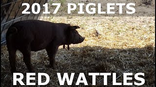 2017 Piglets - Red Wattle's From Idle River Farms