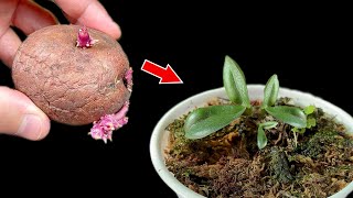 Just potatoes! The orchid quickly revived many roots and flowers bloomed