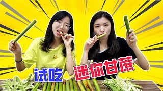 人称“小甘蔗”的网红甜杆你吃过吗？酥脆可口 比甘蔗还甜