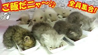 子猫ちゃ～ん♪ご飯だニャ～全員集合!!❤My cute Kittens And Funny Kitten Videos.