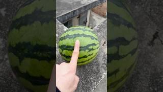 Experiment: Will a watermelon explode if it rolls down from a tall building?#shorts