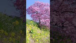 そろそろ伊豆河津桜と菜の花の季節だ #travel #sakura #japan #japantravel #japaneseculture #japantrip #izu #kawazu #河津桜