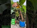 ছাদে কলা গাছ banana tree on rooftop banana rooftop gardening