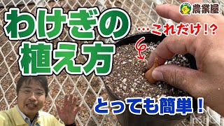 ネギとタマネギのハイブリッド！球根からできるネギ！？とっても簡単なわけぎの植え方！　#わけぎ #薬味におすすめ