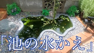 メダカビオトープの水替え【アクアリウム】