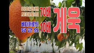 라이코펜이 토마토의 70배 베타카로틴이 당근의 10배를 함유한 게욱(걱) 재배를 한국에서 성공시킨 농부가 옥천에 있다.