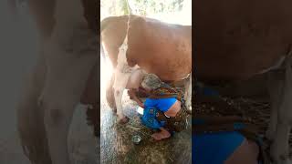 Paikarumbiye മേയ്ക്കാൻ പോയില്ല പകരം പാൽ കറവ😂#shorts #youtubeshorts #trending #viral #cow #subscribe