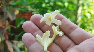 Hand pollination of Papaya flowers  /  পেপে ফুলের হাত পরাগায়ন পদ্ধতি