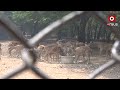 life of antelopes in danger in sambalpur deer park