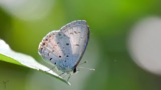 Beautiful butterflies give you a relaxing natural experience #relaxing #butterfly #nature