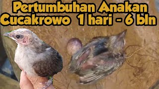 Anakan Cucakrowo umur 1hari - 6bln #cucakrowo #anakancucakrowo