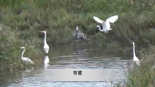 白鷺の動画　🕊