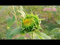 മുട്ടുകാട്ടിലെ സൂര്യകാന്തി പാടം. sunflower idukki view muttukad