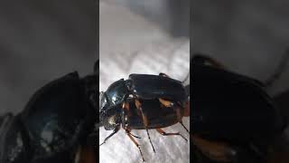 ユキグニコルリクワガタの交尾　 Platycerus albisomni  mating＃Shorts