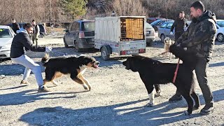 ZECI DE CAINI CIOBANESTI DE ASIA CENTRALA,KANGALI,CAUCAZIENI SI CIOBANESTI ROMANESTI LA COMARNIC.