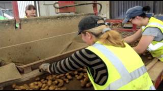 WMS Recruitment : Potato Grading