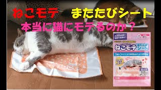 ねこモテシートでゴロゴロ｜ねこモテ