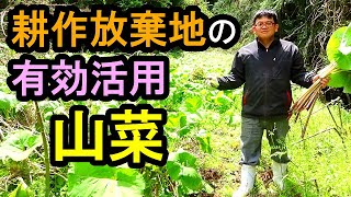 耕作放棄地の有効利用　山菜　ワラビ　フキ　適地適作　山菜が好む環境