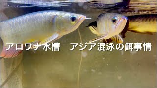 【アロワナ水槽】アジア混泳の餌事情