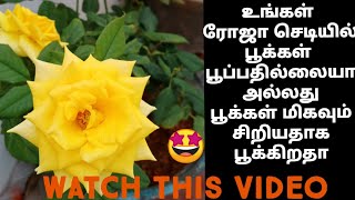 Rose Plant Care and Tips in tamil/Why rose blooms are very small