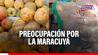 🔴🔵 Preocupación en Chiclayo: Maracuyá podría escasear e incrementar de precio por lluvias