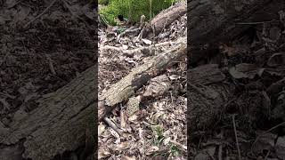 Big Georgia Morel in February #morels