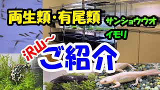 我が家の両生類紹介と飼育管理方法 【我流】