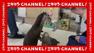 カワウソが超可愛い！！珍しい 動物 触り放題の アニマル カフェ もふれる屋カラハリ をゆるりと体験レポート！！