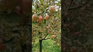 #kashmir apple hr 99 anna apple dorset apple harima99 apple m9 #apple ki kheti kashmir